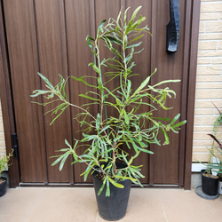 チャメロプス フミリス ポット鉢植え 苗 ドライガーデン ロック