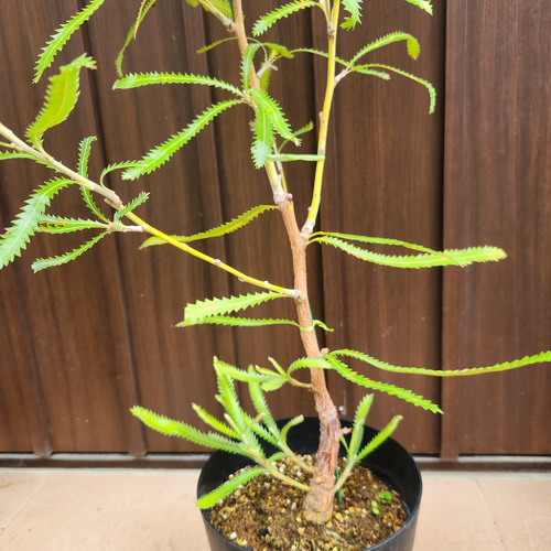 再販♡ウォールムバンクシアアエムラ 大型ポット鉢植え 再販♡ウォールムバンクシアアエムラ 大型ポット鉢植え