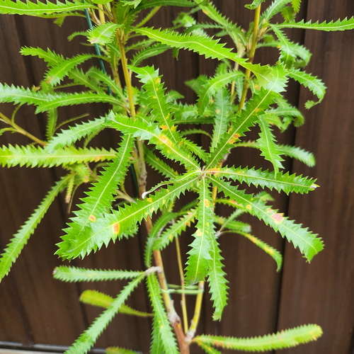再販♡ウォールムバンクシアアエムラ 大型ポット鉢植え 再販♡ウォールムバンクシアアエムラ 大型ポット鉢植え