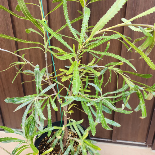 再販♡ウォールムバンクシアアエムラ 大型ポット鉢植えネイティブ