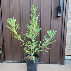 可愛い♡ユーカリグニー 大きめ☆テラコッタ鉢植え 苗木 シンボル