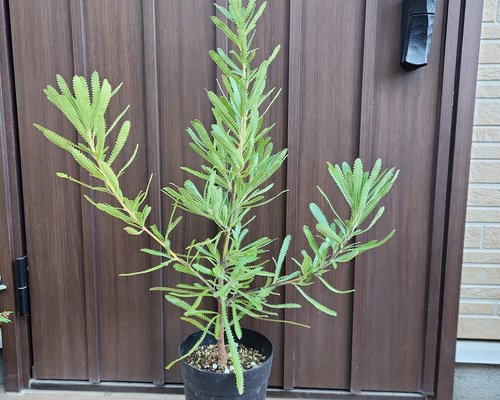 再販♡ウォールムバンクシアアエムラ 大型ポット鉢植えネイティブ