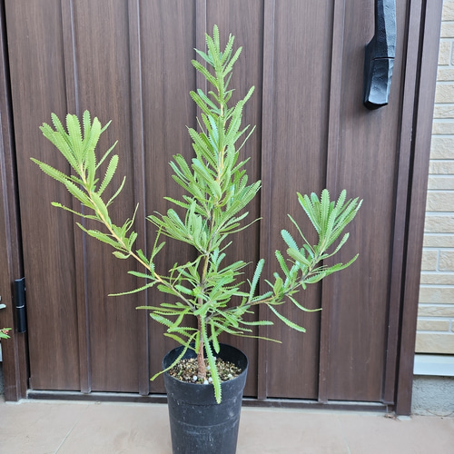 ウォールムバンクシア　アエムラ　鉢植えX 苗木　オージープランツ　ドライガーデン 再販♡ウォールムバンクシアアエムラ 大型ポット鉢植えネイティブ