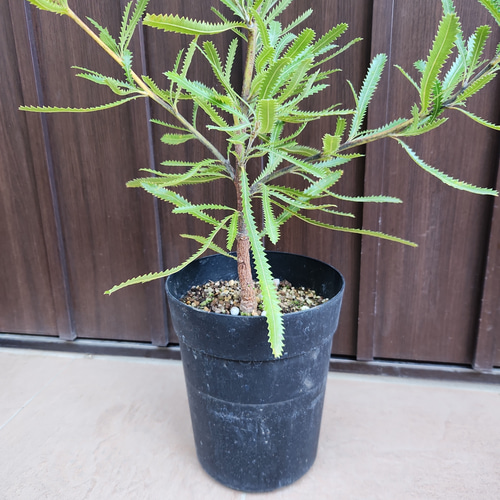 ウォールムバンクシア　アエムラ　鉢植えX 苗木　オージープランツ　ドライガーデン 再販♡ウォールムバンクシアアエムラ 大型ポット鉢植えネイティブ