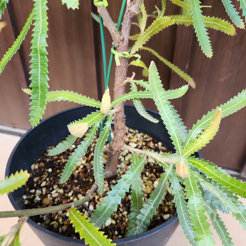 再販♡ウォールムバンクシアアエムラ 大型ポット鉢植えネイティブ