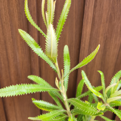 ウォールムバンクシア　アエムラ　鉢植え15　苗　ドライガーデン　ロックガーデン 再販♡ウォールムバンクシアアエムラ 大型ポット鉢植えネイティブ