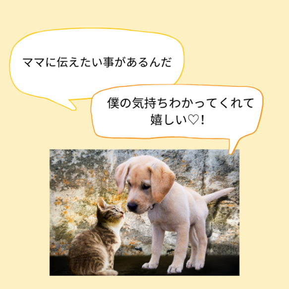アニマルソールコミュニケーション 動物と対話 ペットヒーリング 保護犬保護猫 アニマルコミュニケーション 特別 9枚目の画像