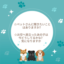 アニマルソールコミュニケーション 動物と対話 ペットヒーリング 保護犬保護猫 アニマルコミュニケーション 特別 2枚目の画像