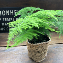 ナナス♡アスパラガス♡極小の葉っぱ♡観葉植物 11枚目の画像