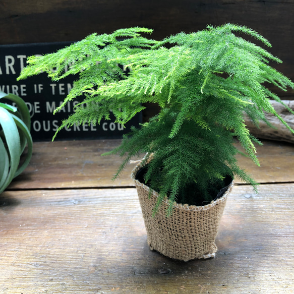 ナナス♡アスパラガス♡極小の葉っぱ♡観葉植物 12枚目の画像