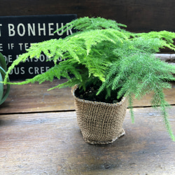 ナナス♡アスパラガス♡極小の葉っぱ♡観葉植物 3枚目の画像