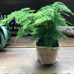 ナナス♡アスパラガス♡極小の葉っぱ♡観葉植物 1枚目の画像