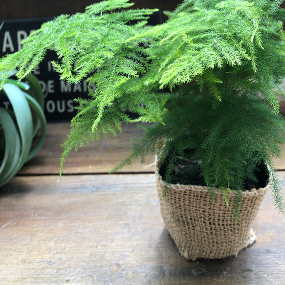 ナナス♡アスパラガス♡極小の葉っぱ♡観葉植物 10枚目の画像