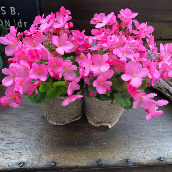 ラブミー2個セット♡クリスマスベゴニア♡ピンクの花 3枚目の画像