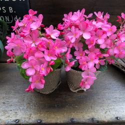 ラブミー2個セット♡クリスマスベゴニア♡ピンクの花 14枚目の画像