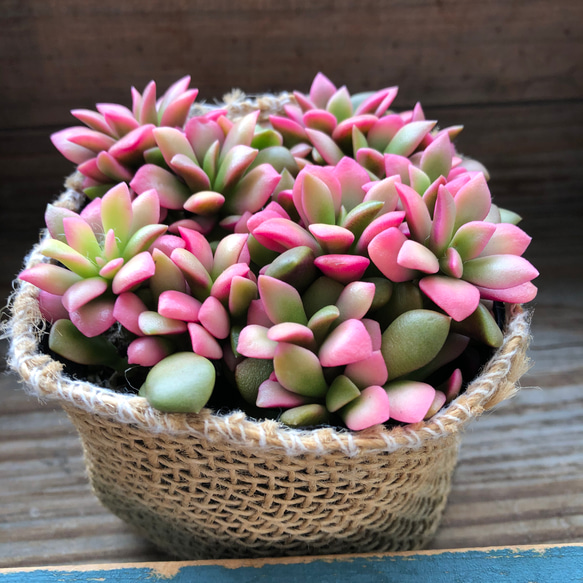 桜吹雪♡ピンクの多肉植物♡インテリア アートフラワー パリ