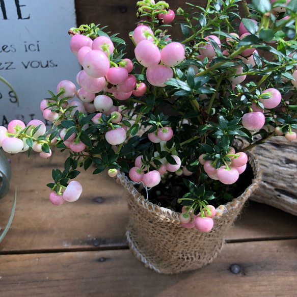 真珠の木♡ピンク♡パールツリー♡観葉植物♡ガーデニング♡ 7枚目の画像