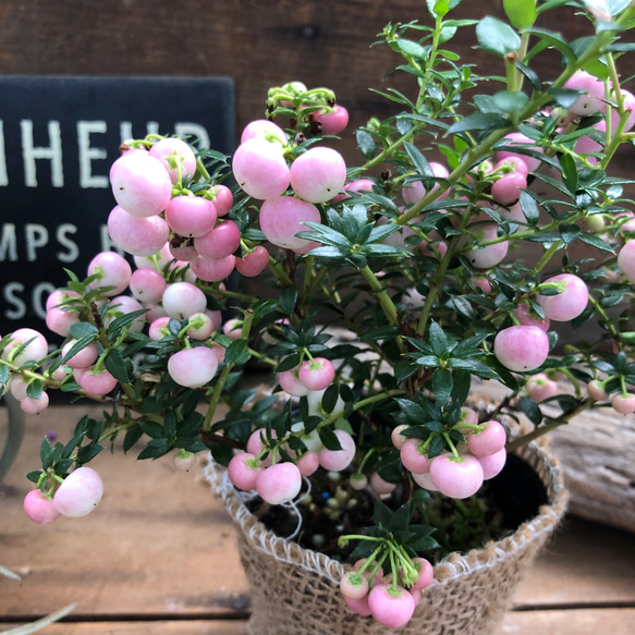 真珠の木♡ピンク♡パールツリー♡観葉植物♡ガーデニング♡ 4枚目の画像