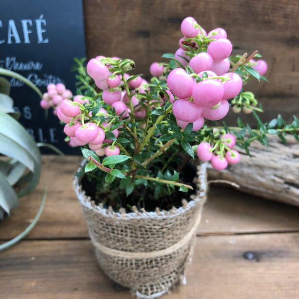 真珠の木♡ピンク♡パールツリー♡観葉植物♡ガーデニング♡ 5枚目の画像