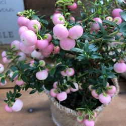 真珠の木♡ピンク♡パールツリー♡観葉植物♡ガーデニング♡ 1枚目の画像