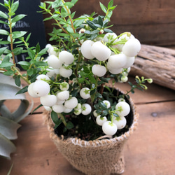真珠の木♡ホワイト♡パールツリー♡観葉植物♡ガーデニング♡ 5枚目の画像