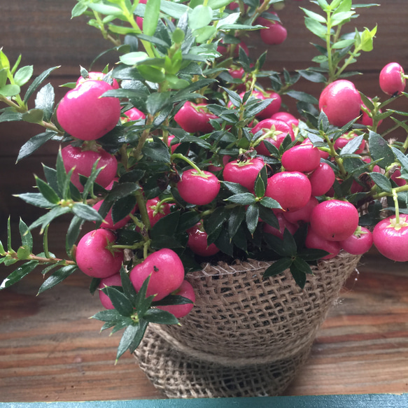 真珠の木♡レッド♡パールツリー♡観葉植物♡ガーデニング♡ 4枚目の画像