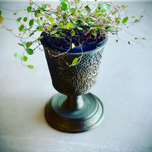 ブラッサイア 約150cm 植物　樽型鉢カバー付 観葉植物：ブラッサイア（バッサイア）（6号・大）*樹形を選べ