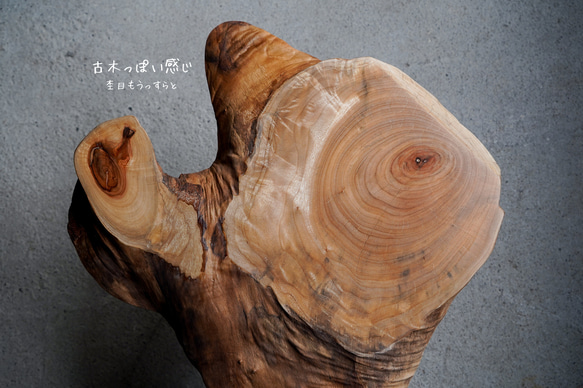 楠の輪切り 一枚板 コーヒーテーブル （高さ・カラー変更無料） 15枚目の画像