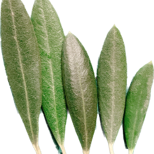 リーフシャワー オリーブ 400枚 参列者20名様前後 その他オーダー