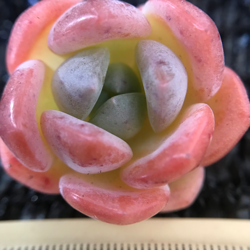 新種 多肉植物 エケベリア いちごマシュマロ 抜き苗 1株 多肉植物 愛