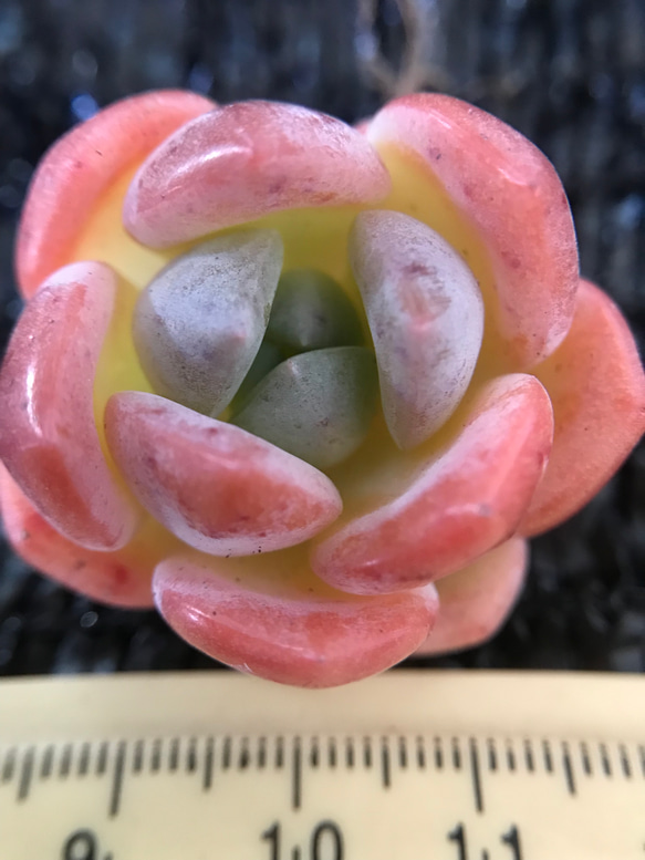 新種 多肉植物 エケベリア いちごマシュマロ 抜き苗 1株 多肉植物 愛