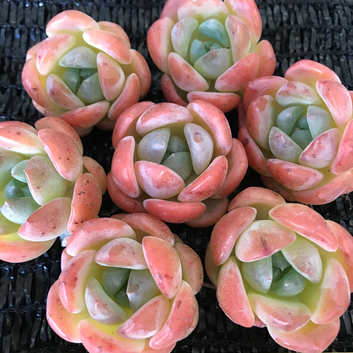 新種 多肉植物 エケベリア いちごマシュマロ 抜き苗 1株 多肉植物 愛