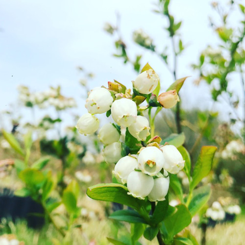 ピンクが可愛いクラフトコーラ【ブルーベリー(炭酸飲料)】×1本 ジャム