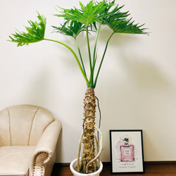 ［現品］19番　フィロデンドロンセロームホープ　幹上がり　10号　室内　大型 現品］ビッグサイズ！！ フィロデンドロン セローム 10号 根上り