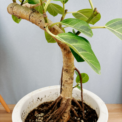 現品］フィカスアルテシマ 10号 観葉植物 室内 大型 ゴムの木 プラ鉢