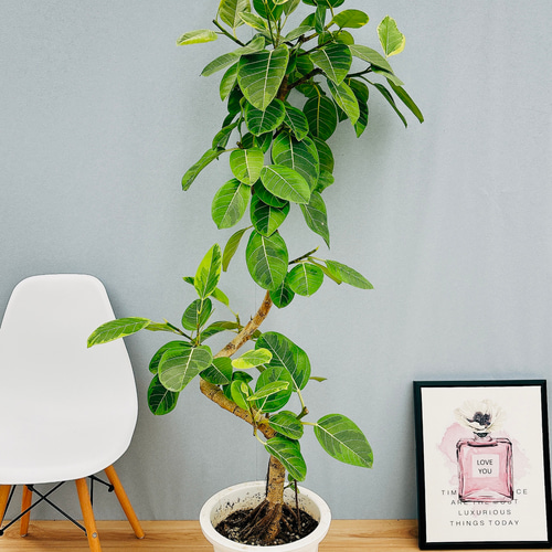 大型観葉植物 フィカス アルテシーマ 10号 曲り 観葉植物 フィカス