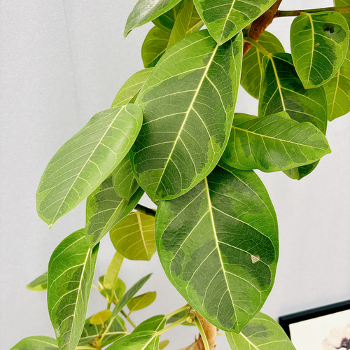 現品］フィカスアルテシマ 10号 観葉植物 室内 大型 ゴムの木 プラ鉢