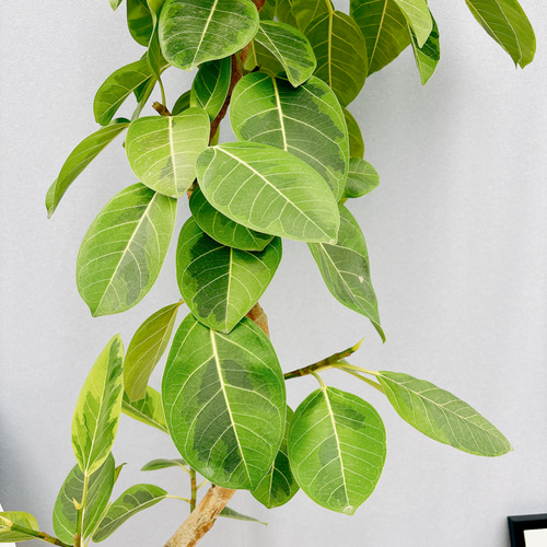 現品］フィカスアルテシマ 10号 観葉植物 室内 大型 ゴムの木 プラ鉢