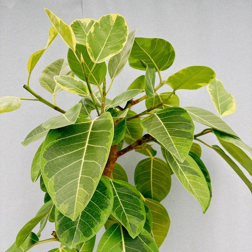 フィカス アルテシマ 高さ127センチ 人気 観葉植物 シンボルツリー フィカス アルテシマ 高さ127センチ 人気 観葉植物 シンボル