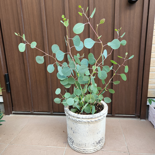 まん丸葉が可愛い♡ユーカリポポラス アンティーク風テラコッタ鉢植え