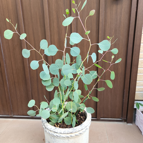 まん丸葉が可愛い❤️ユーカリ　ポポラス　テラコッタ鉢植え　苗　苗木　常緑樹 まん丸葉が可愛い♡ユーカリポポラス アンティーク風テラコッタ鉢植え