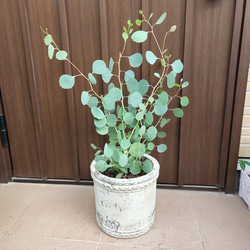 まん丸葉が可愛い♡ユーカリポポラス アンティーク風テラコッタ鉢植え