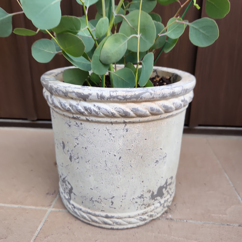 まん丸葉が可愛い♡ユーカリポポラス アンティーク風テラコッタ鉢植え