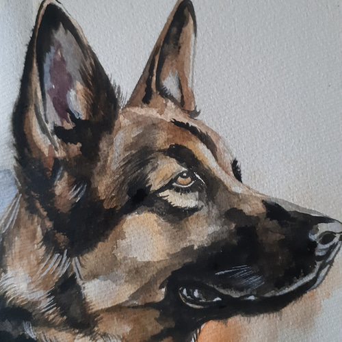 水彩画 ジャーマンシェパード 絵画 makochin 通販 16546531
