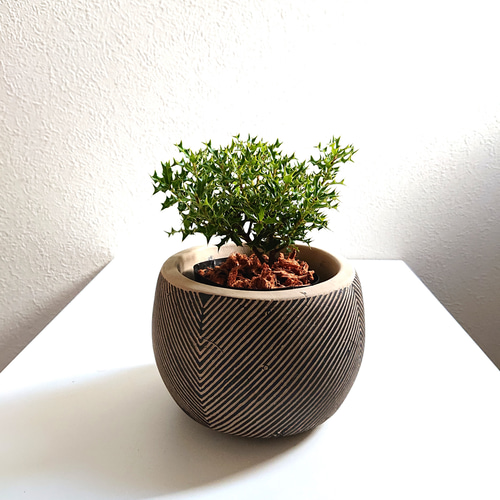 ○数量限定○新作○ ヒイラギの木 ”ヒメヒイラギ coco鉢M/受け皿セット