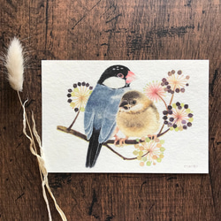 ポストカード『文鳥親子』桜文鳥と白文鳥２種類セット 3枚目の画像