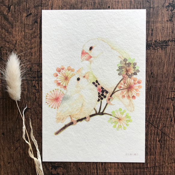 ポストカード『文鳥親子』桜文鳥と白文鳥２種類セット 4枚目の画像