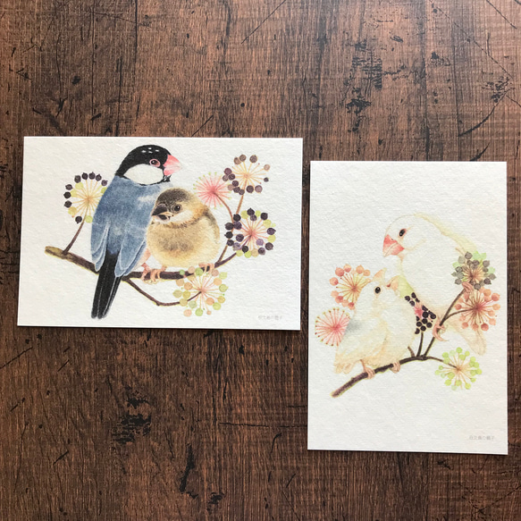 ポストカード『文鳥親子』桜文鳥と白文鳥２種類セット 2枚目の画像
