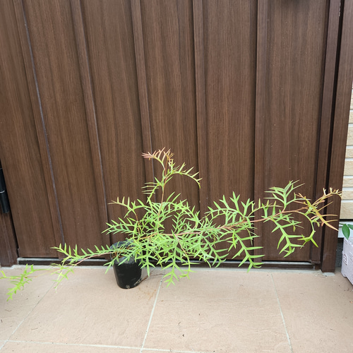 匍匐 グレビレア ブロンズランバー ポット苗 レア品種 ドライガーデン