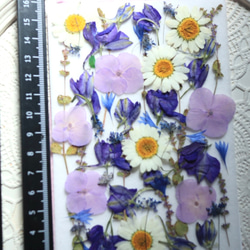押し花紫陽花と小花セット 2枚目の画像